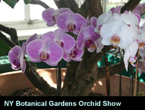NY Botanical Gardens Orchid Show